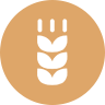 Wheat